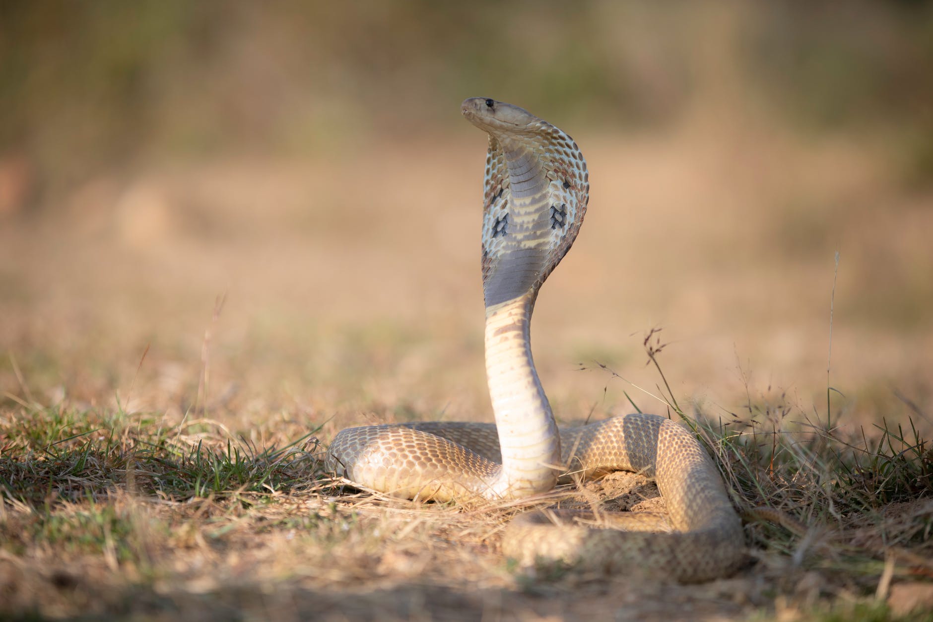 close up shot of a cobra snake on the ground